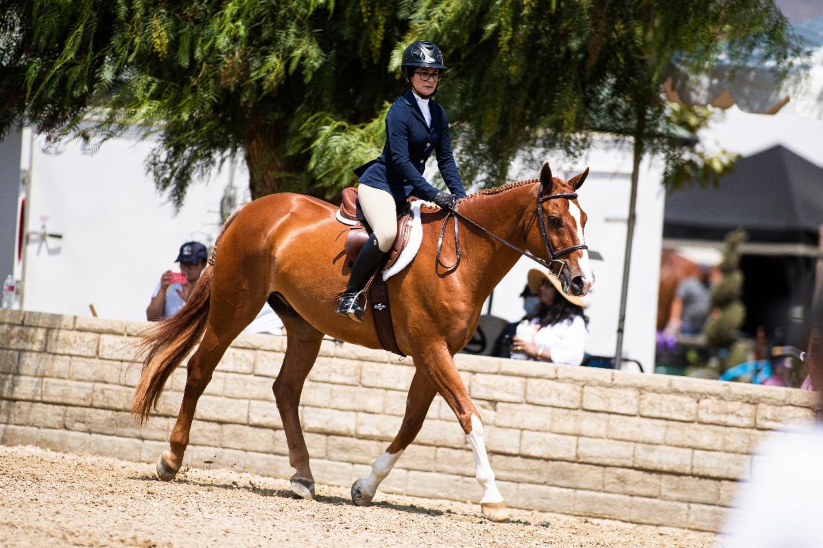 bg small trot