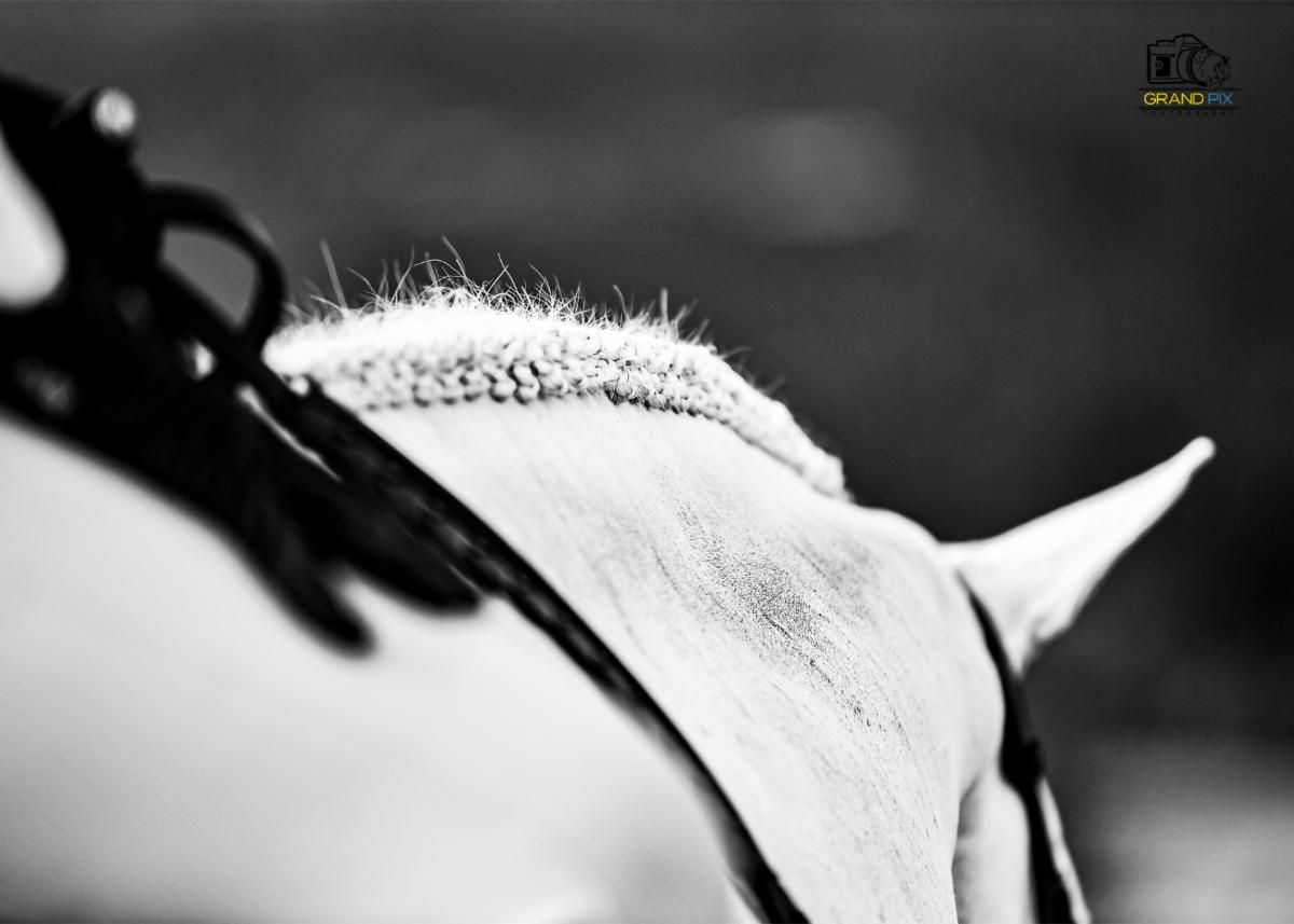 white horse