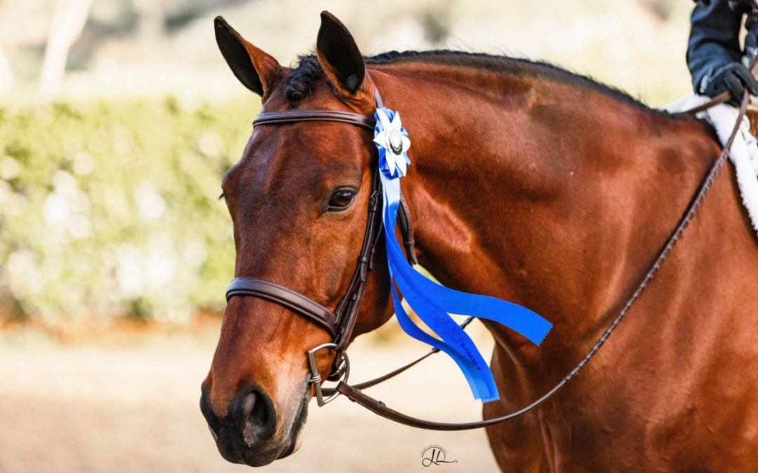 Results from the Charity Horse Show Benefiting the Flintridge La Cañada Guild of Huntington Hospital